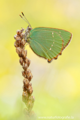 707 Grüner Zipfelfalter - Callophrys rubi