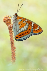 837 Großer Eisvogel - Limenitis populi