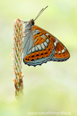 838 Großer Eisvogel - Limenitis populi