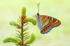 839 Großer Eisvogel - Limenitis populi