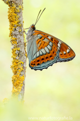 840 Großer Eisvogel - Limenitis populi