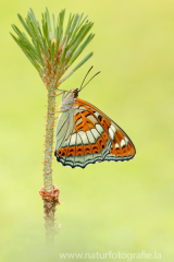 842 Großer Eisvogel - Limenitis populi