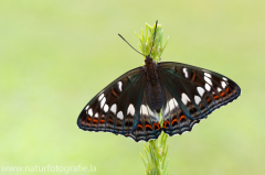 843 Großer Eisvogel - Limenitis populi