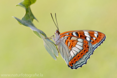 844 Großer Eisvogel - Limenitis populi