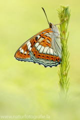 845 Großer Eisvogel - Limenitis populi