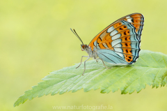 846 Großer Eisvogel - Limenitis populi