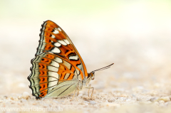 847 Großer Eisvogel - Limenitis populi