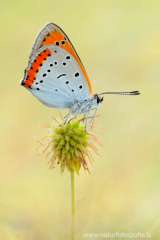 681 Großer Feuerfalter - Lycaena dispar