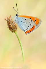 682 Großer Feuerfalter - Lycaena dispar