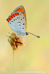 683 Großer Feuerfalter - Lycaena dispar