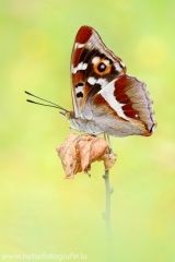 298 Großer Schillerfalter - Apatura iris