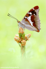 808 Großer Schillerfalter - Apatura iris