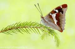 810 Großer Schillerfalter - Apatura iris