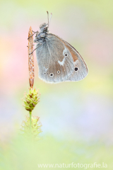 431 Großes Wiesenvögelchen