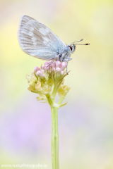 910 Heller Alpenbläuling - Plebejus orbitulus