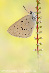 680 Heller Wiesenknopf-Ameisenbläuling - Phengaris teleius - Maculinea teleius