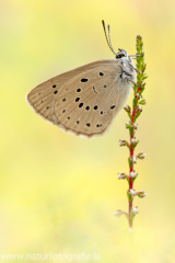 678 Heller Wiesenknopf-Ameisenbläuling - Phengaris teleius - Maculinea teleius