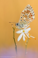 115 Himmelblauer Bläuling