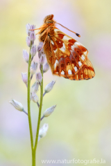 Alpenmatten-Perlmuttfalter - Boloria pales