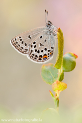 829 Hochmoor-Bläuling - Plebejus optilete