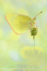 652 Hochmoorgelbling - Colias palaeno