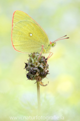 653 Hochmoorgelbling - Colias palaeno