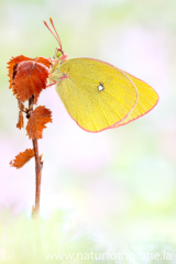 654 Hochmoorgelbling - Colias palaeno