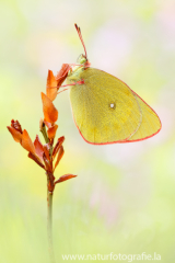 828 Hochmoorgelbling - Colias palaeno