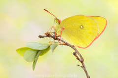 827 Hochmoorgelbling - Colias palaeno