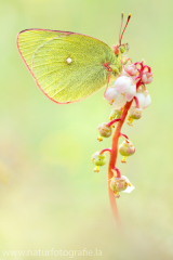 Hochmoorgelbling - Colias palaeno