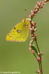 36 Hufeisenklee-Gelbling