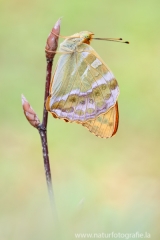289 Kaisermantel - Argynnis paphia
