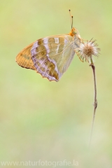 288 Kaisermantel - Argynnis paphia