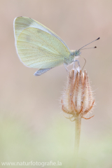 806 Karstweißling - Pieris mannii