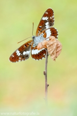 290 Kleiner Eisvogel - Limenitis camilla