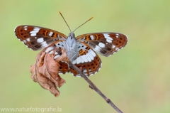 291 Kleiner Eisvogel - Limenitis camilla