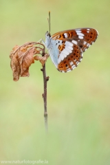 292 Kleiner Eisvogel - Limenitis camilla