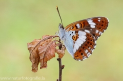 293 Kleiner Eisvogel - Limenitis camilla