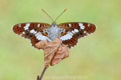 296 Kleiner Eisvogel - Limenitis camilla