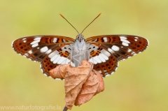 297 Kleiner Eisvogel - Limenitis camilla