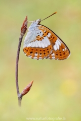 294 Kleiner Eisvogel - Limenitis camilla