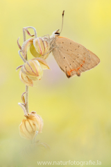 858 Kleiner Feuerfalter - Lycaena phlaeas