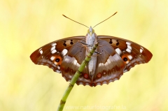 321 Kleiner Schillerfalter - Apatura ilia
