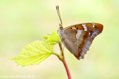 Kleiner Schillerfalter - Apatura ilia