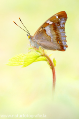 Kleiner Schillerfalter - Apatura ilia