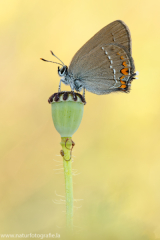 Kleiner Schlehen-Zipfelfalter - Satyrium acaciae