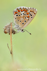 Himmelblauer Bläuling - Polyommatus bellargus ♀