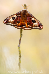 695 Kleines Nachtpfauenauge - Saturnia pavonia ♂