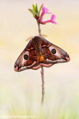 696 Kleines Nachtpfauenauge - Saturnia pavonia ♂