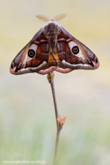 697 Kleines Nachtpfauenauge - Saturnia pavonia ♂